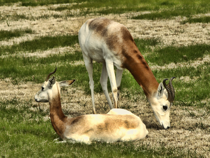 Antelope