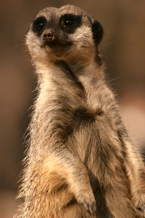 Merecat