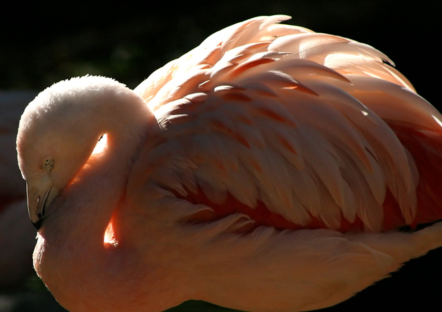 Flamingo.jpg