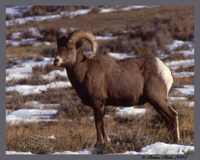 Mountain Sheep