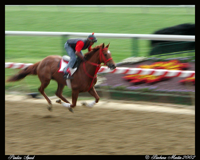 Pimlico speed