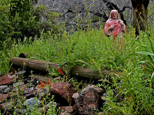 Jesus in the Wild