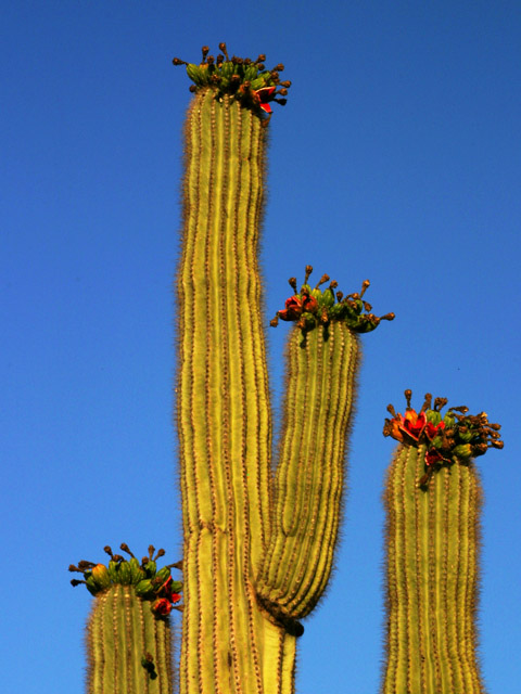 Saguaro Blossoms