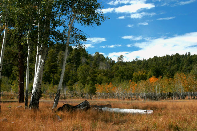Birch Trees