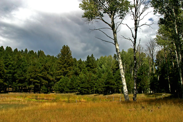 Aspen Grove