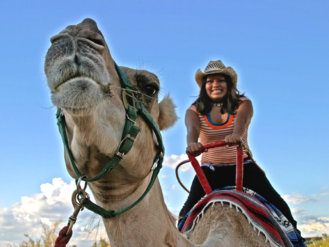 Camel