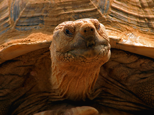 What a Face