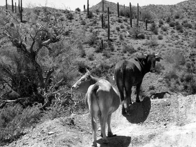 Castle Road Cattle