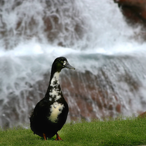 Day 11 - Mottled Duck