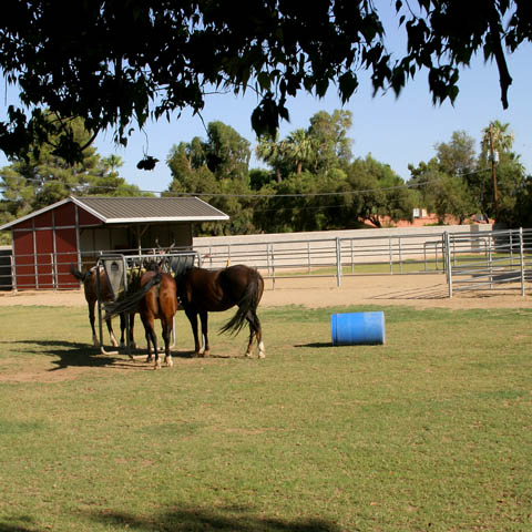 Day 24 - Horses