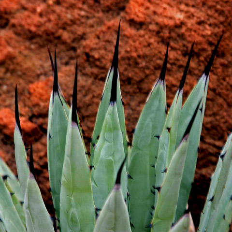 Day 30 - Sharp Pointy Things
