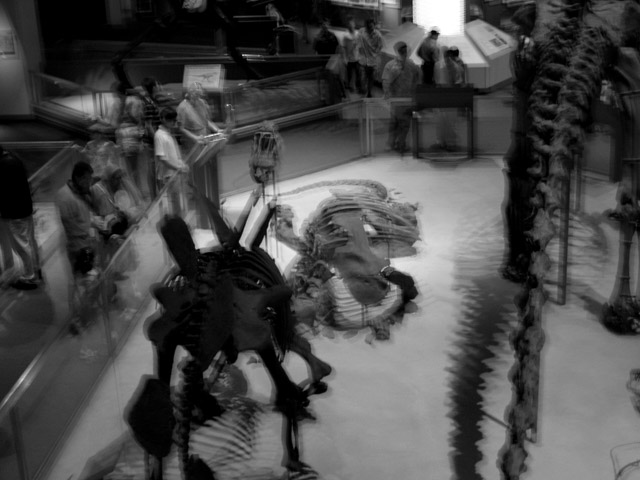 Dinos.jpg