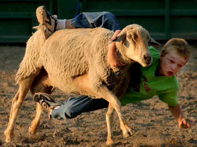 Sheep-Wrangling