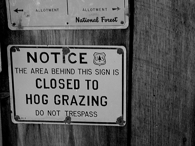 Hog Grazing