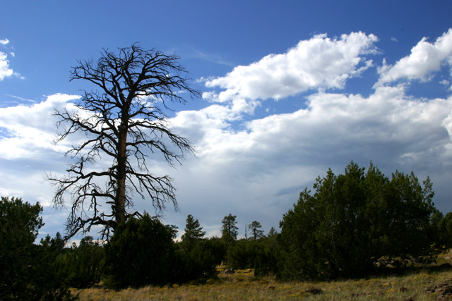 Ashurst Tree