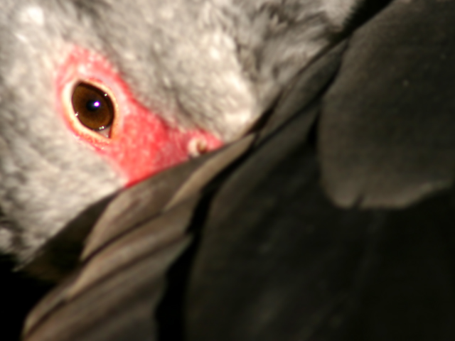 Eye