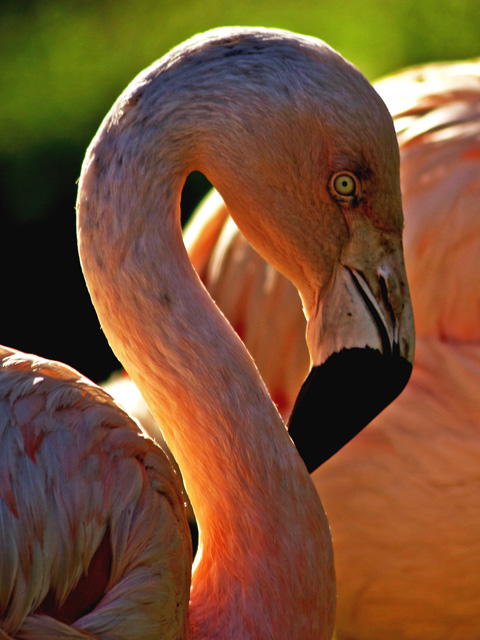 Flamingo Shape