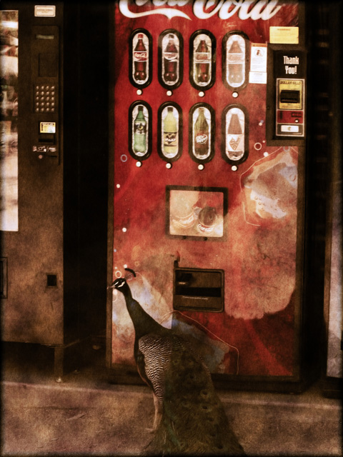 Coca Cola