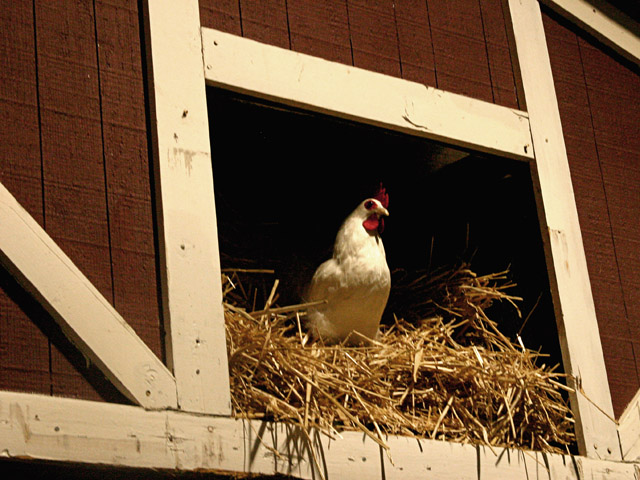 Rooster