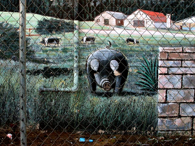 Pig Behind Bars