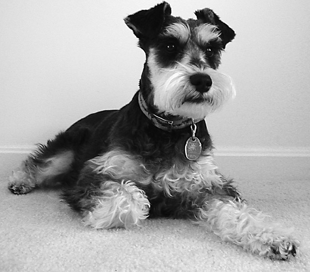 Bandit