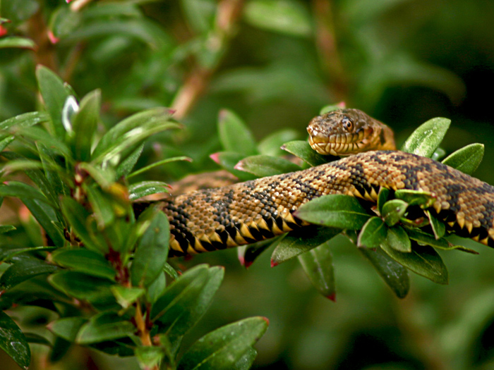 Snake in the Bush