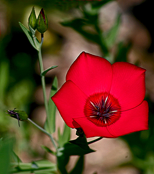 Red Starburst