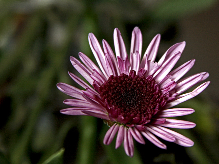 Petal Curves