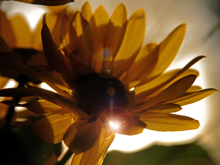 Lens Flare