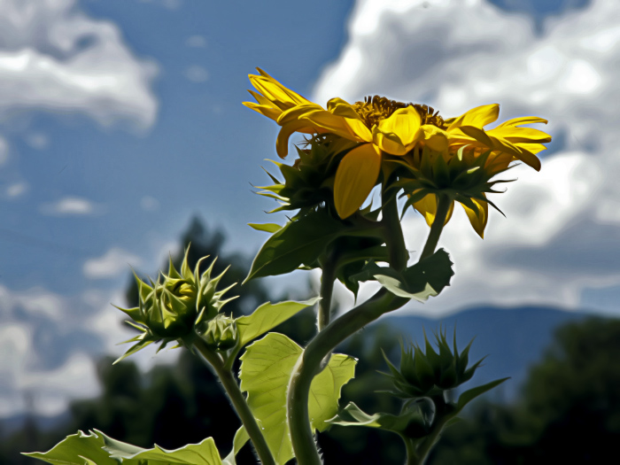 Skyward