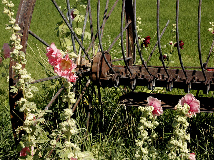 Machinery Hollyhocks