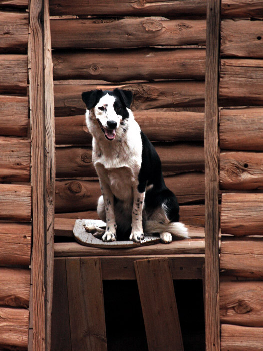 Dog in the Outhouse