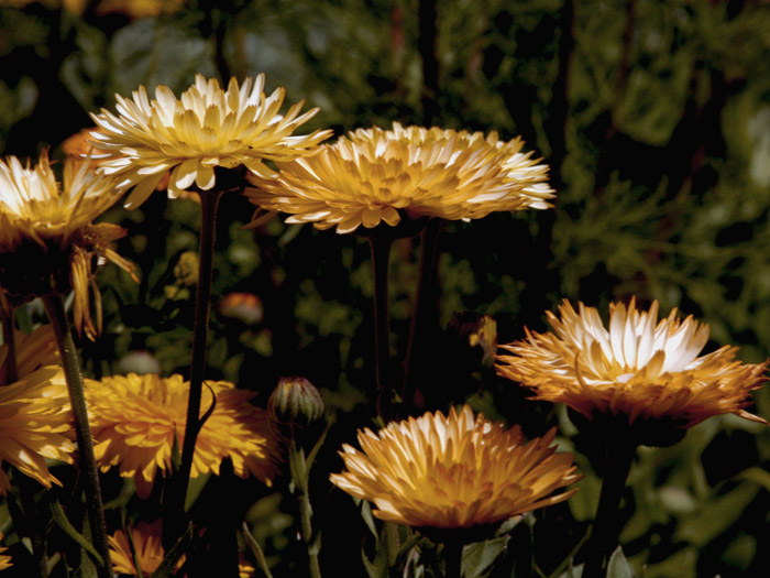 Straw Flowers