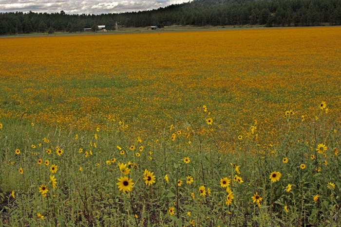 Field of Gold