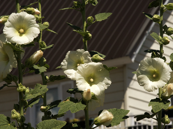 White Hollyhocks