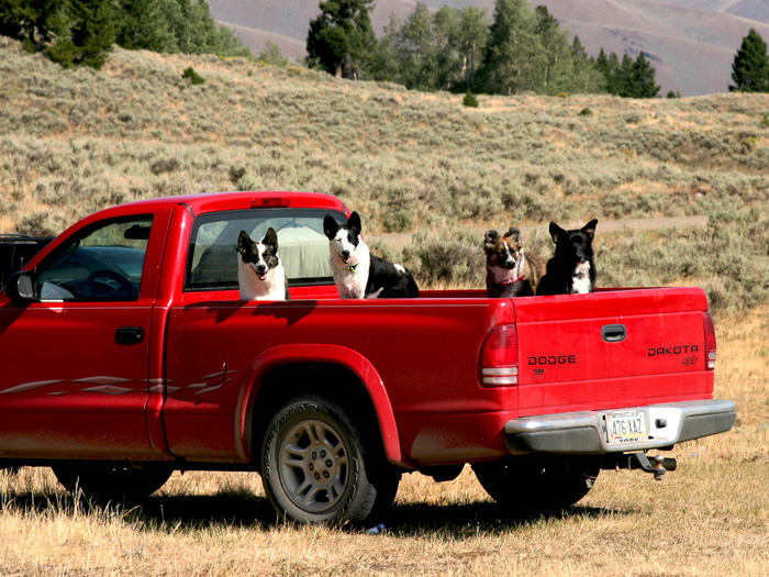 The Dogs