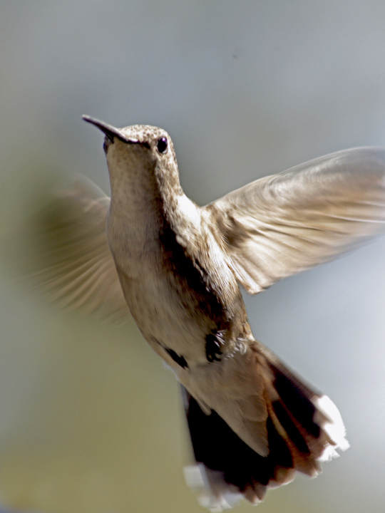 Hummer .jpg
