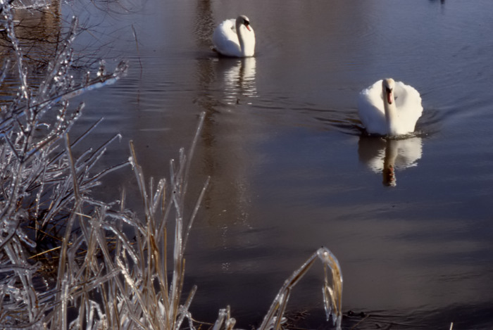 Swans