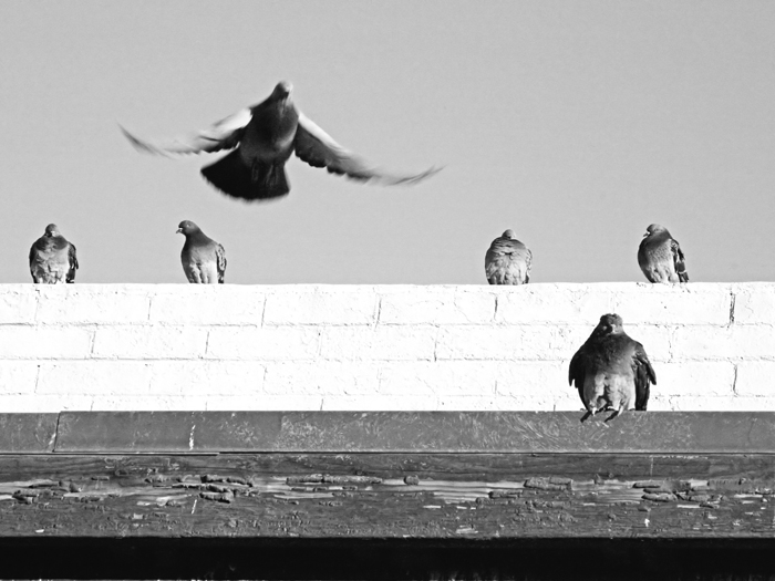 Flight