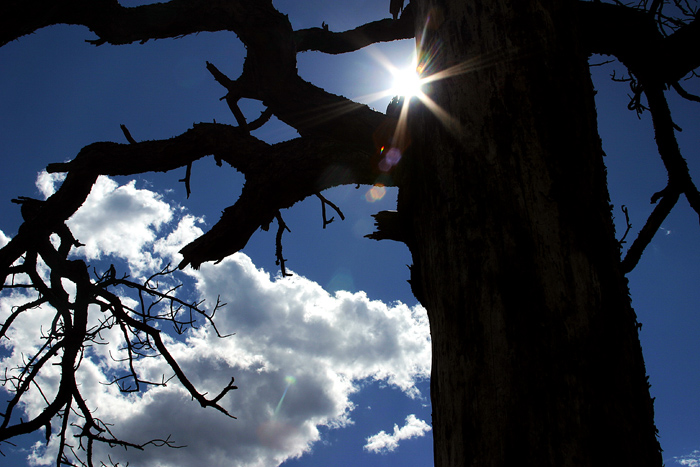 silouette