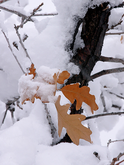 Snowy