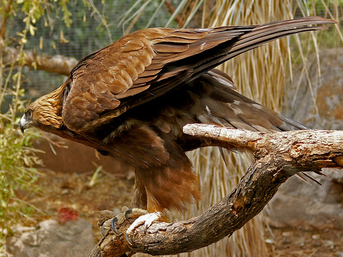 Golden Eagle