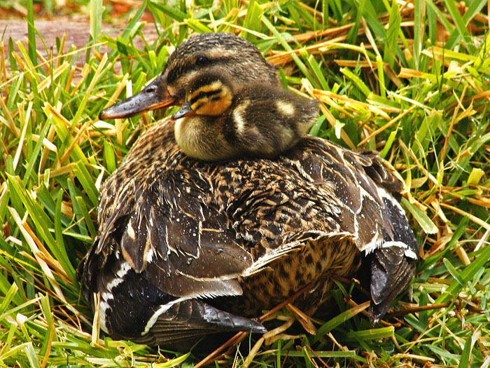 Mama and Baby