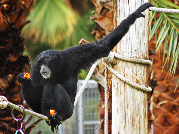 Monkey Breakfast