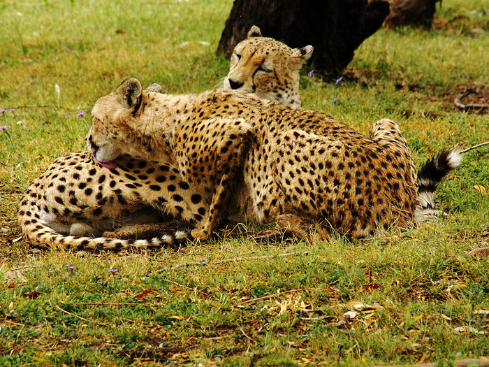Cheetah Brothers