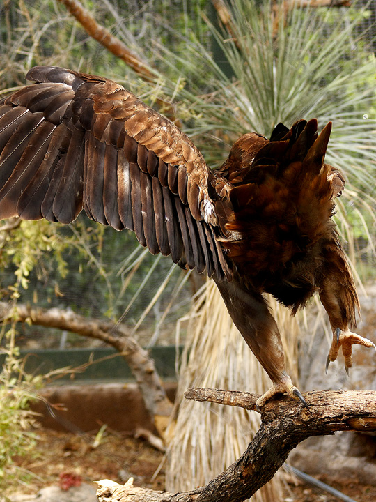 One Wing