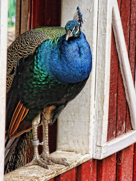 Peacock Window
