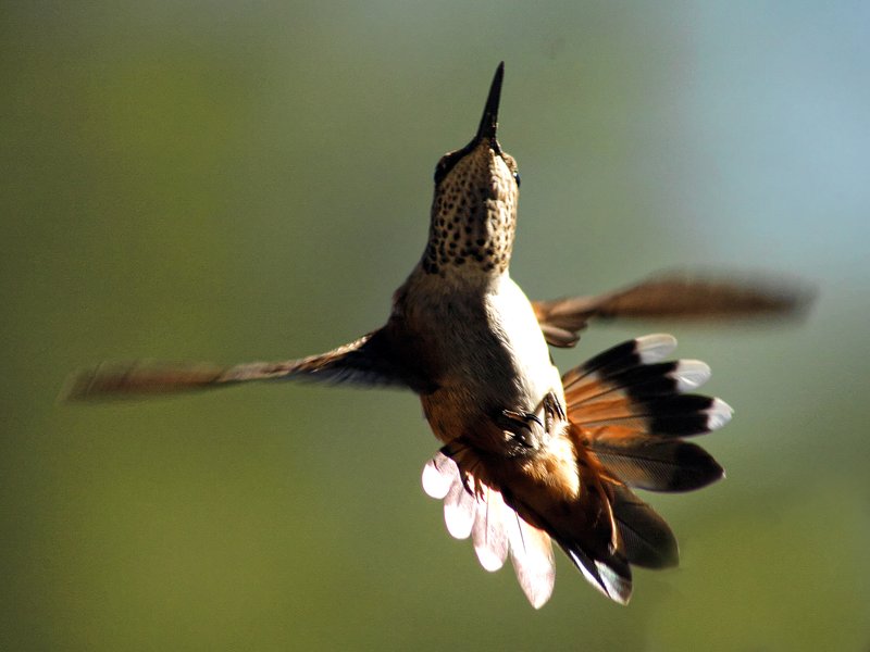 Acrobat1.jpg