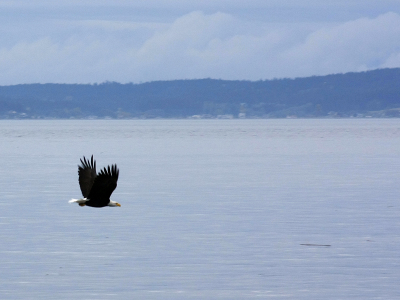 Eagle