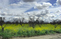 Mustard_IMG_4533c-DPC